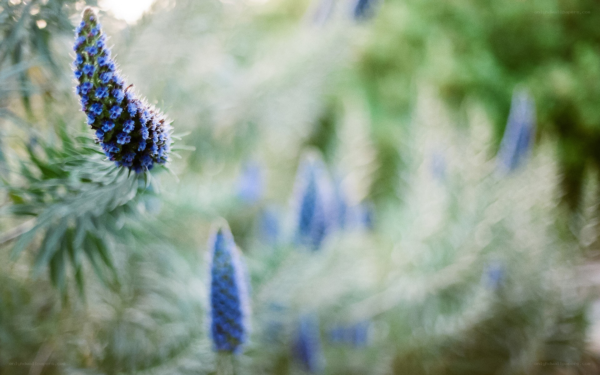 blue flower in garden