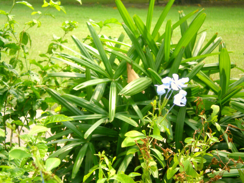 blue flower in garden