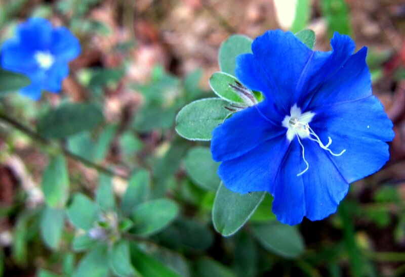 Blue Flower in Garden — Calm