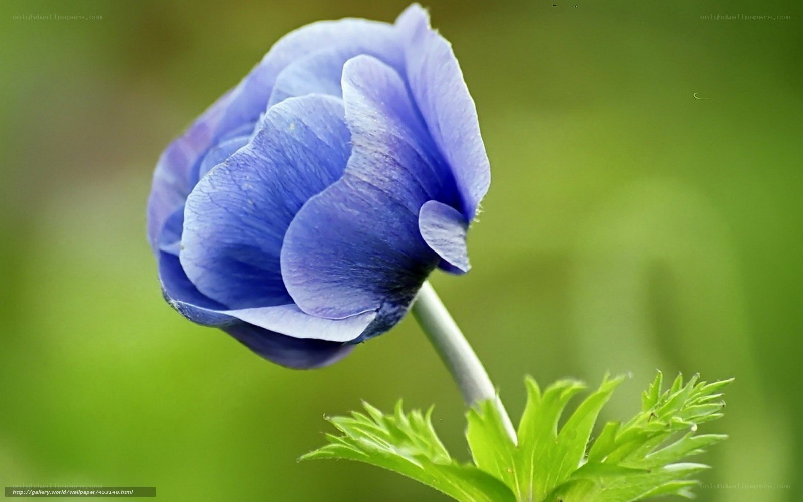 blue flower in garden