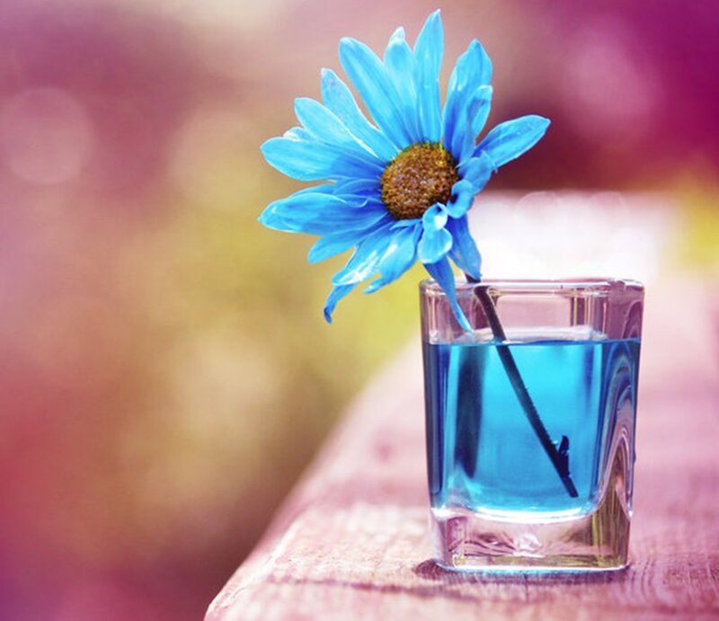 Blue Flower in Glass — Serene