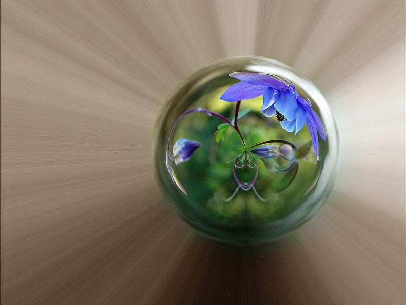 Blue Flower in Glass Sphere