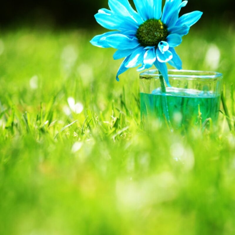 Blue Flower in Glass