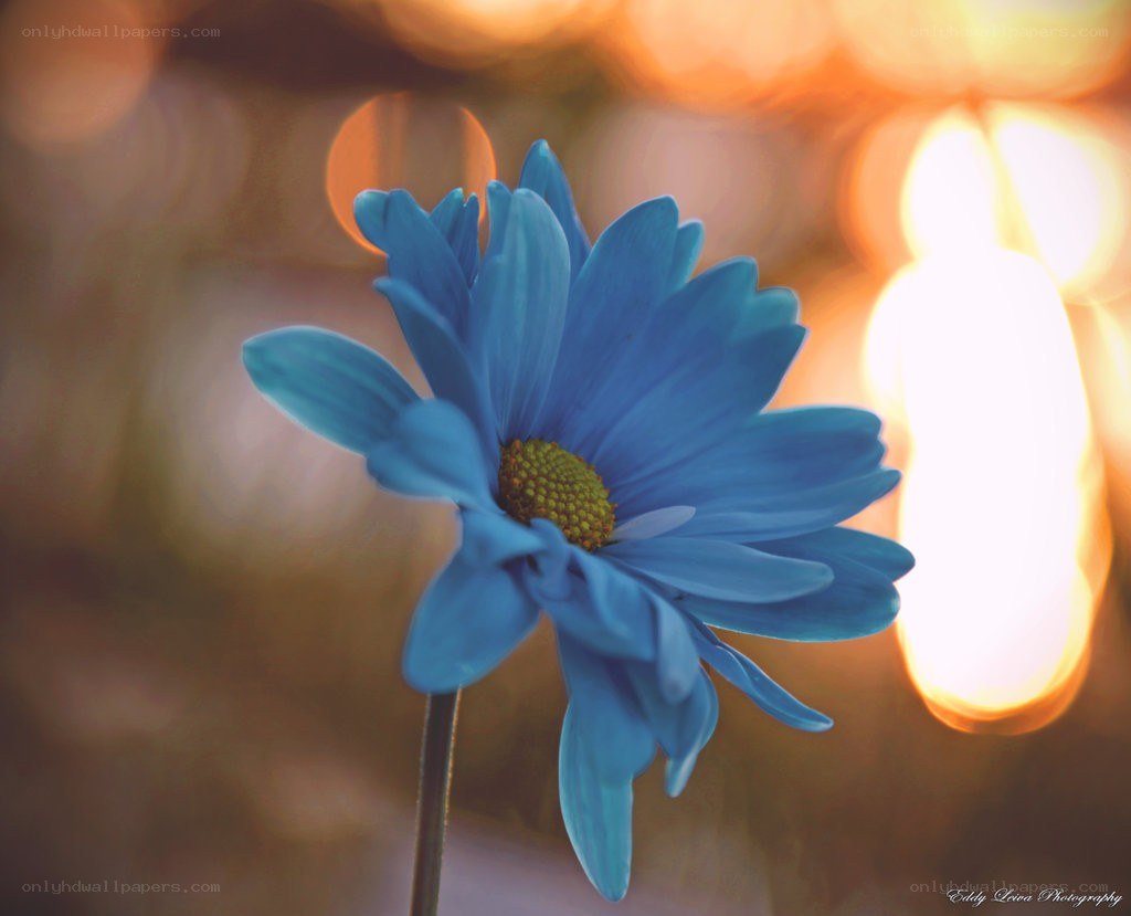 blue flower in golden light