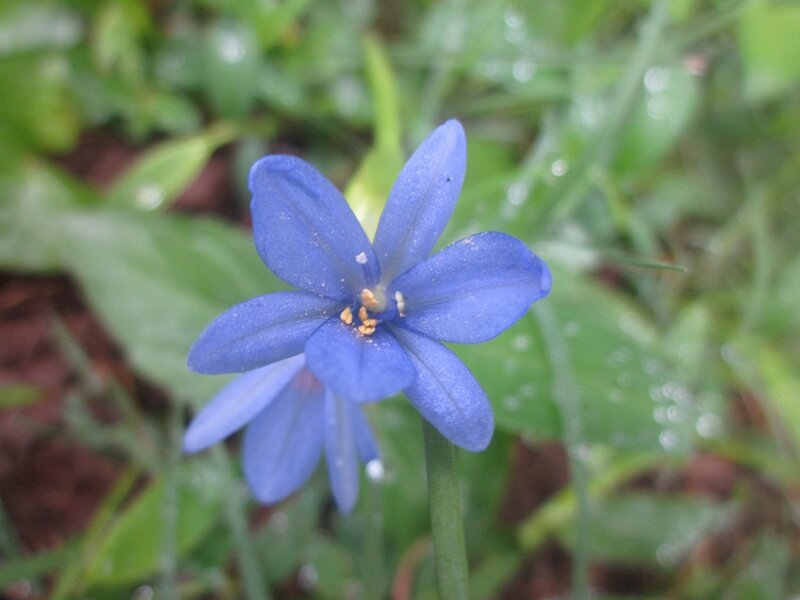 Blue Flower in Grass — Calm