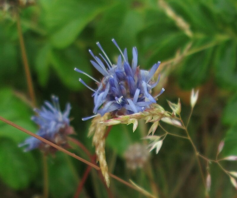Blue Flower in Grass — Natural, Afternoon