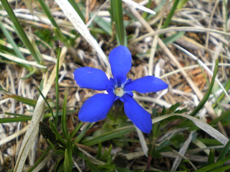 Blue Flower in Grass — Natural