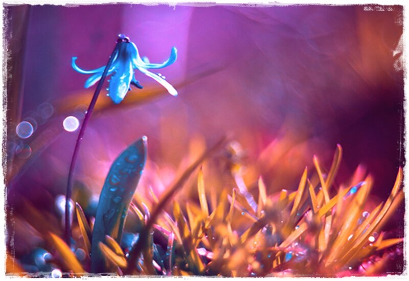 Blue Flower in Grass — Purple