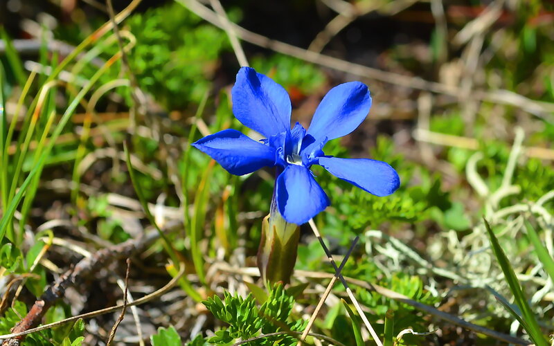 Blue Flower in Grass — Serene, Afternoon