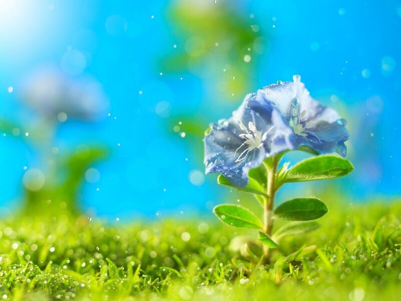 Blue Flower in Grass — Serene, Morning