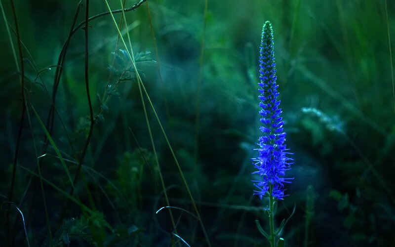 Blue Flower in Grass — Serene, Night