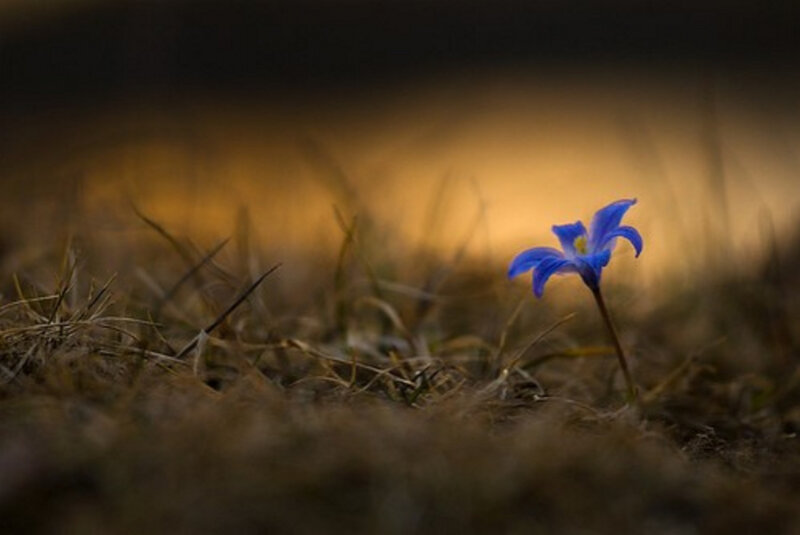 Blue Flower in Grass — Serene