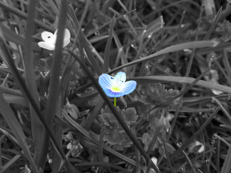 Blue Flower in Grass
