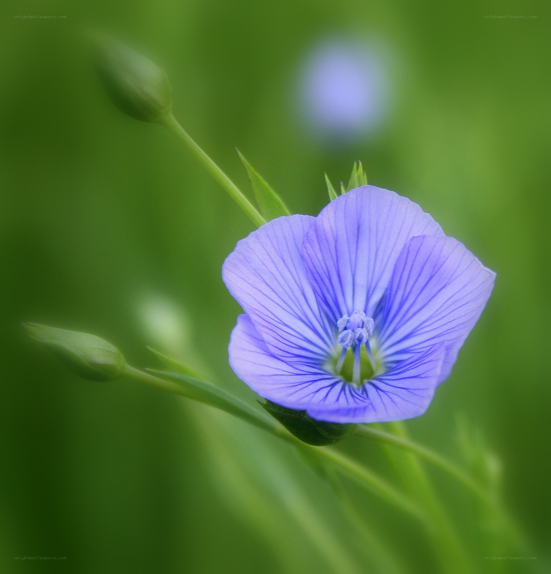 blue flower in green field