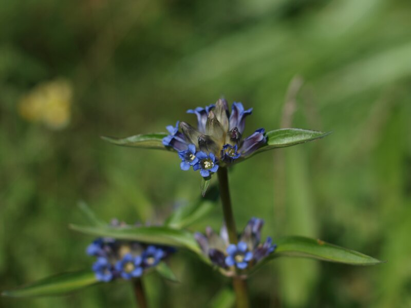 blue flower in green field
