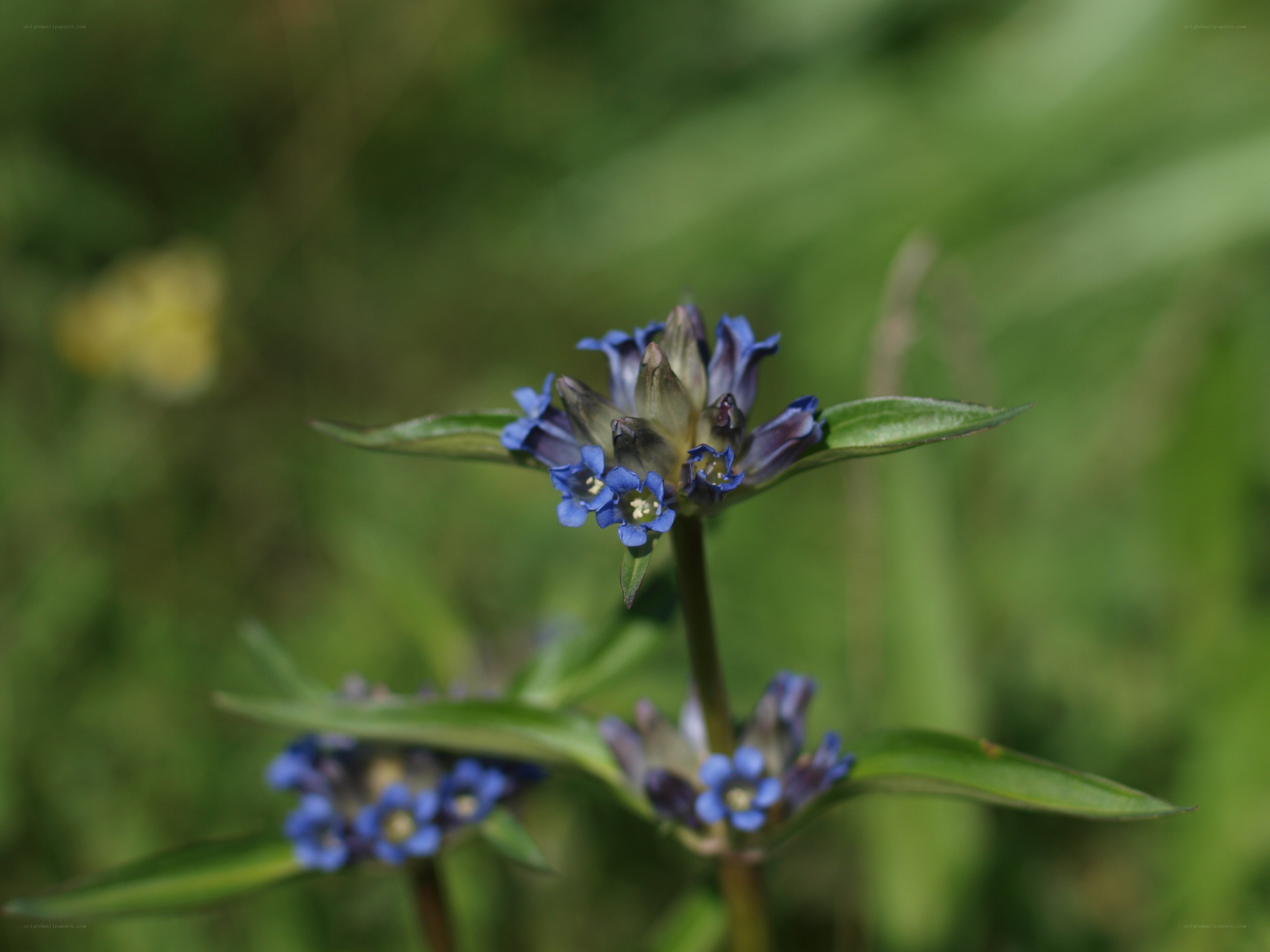 blue flower in green field