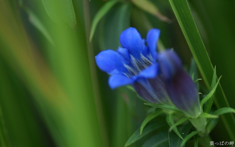 Blue flower in green foliage