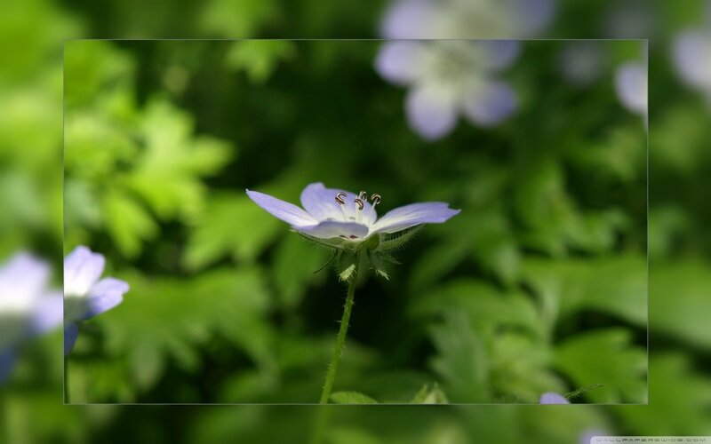 blue flower in green foliage