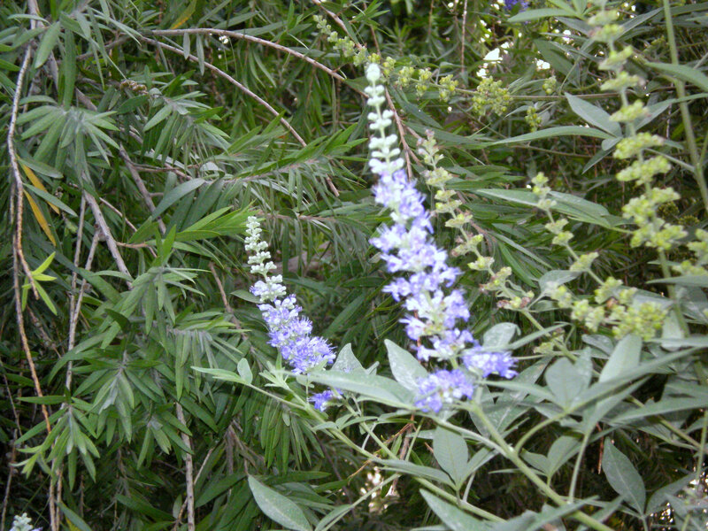 blue flower in green foliage