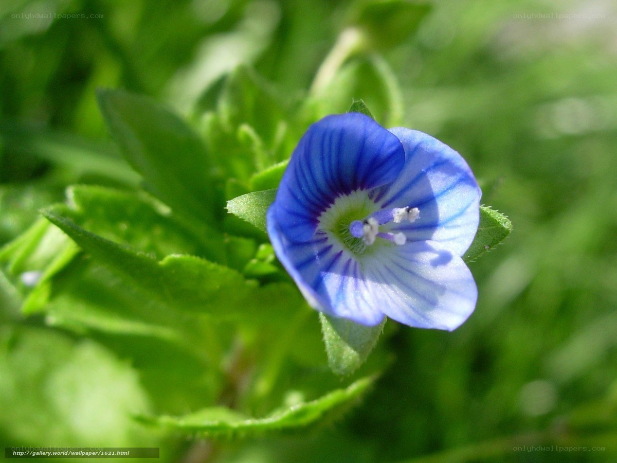 blue flower in green foliage