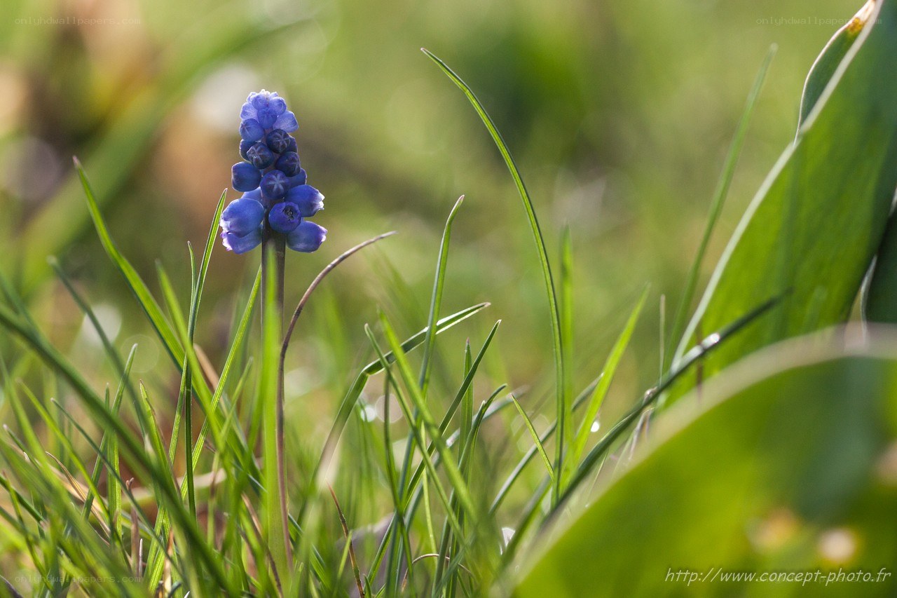 blue flower in green grass