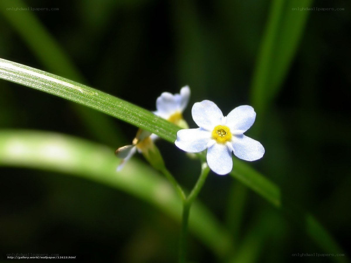 Blue flower in green grass