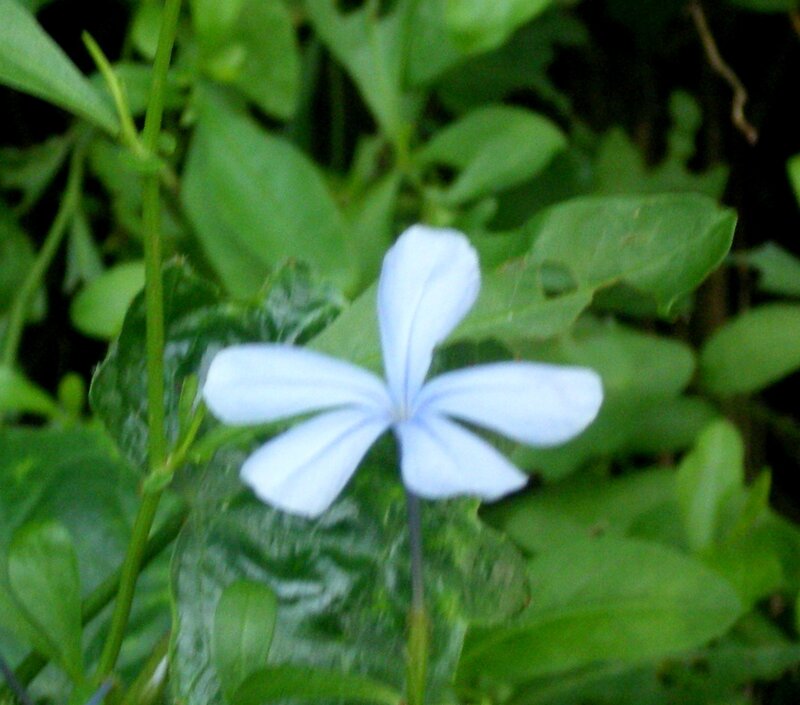 blue flower in green leaves