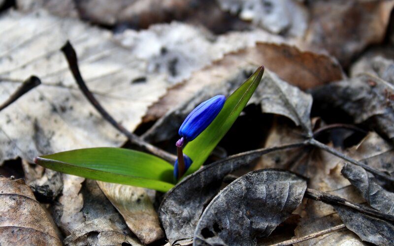 Blue Flower in Leaves