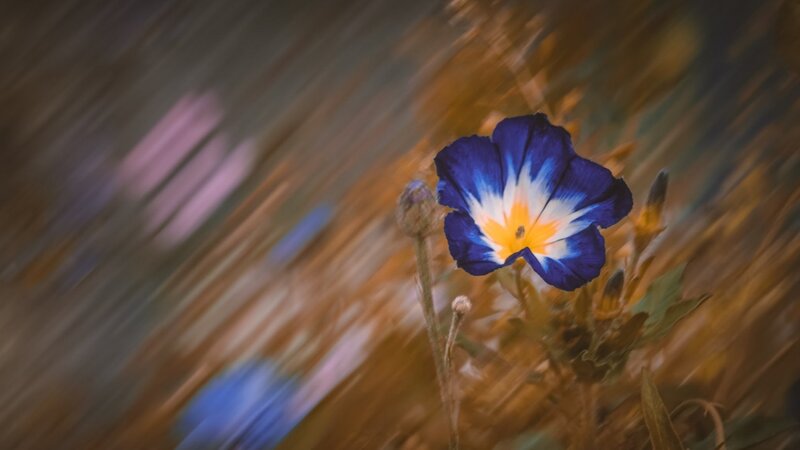 Blue Flower in Motion