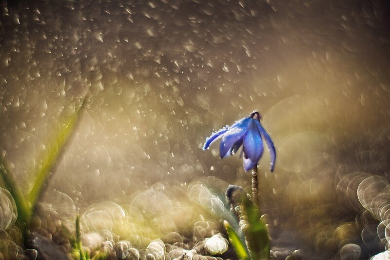 Blue Flower in Rain