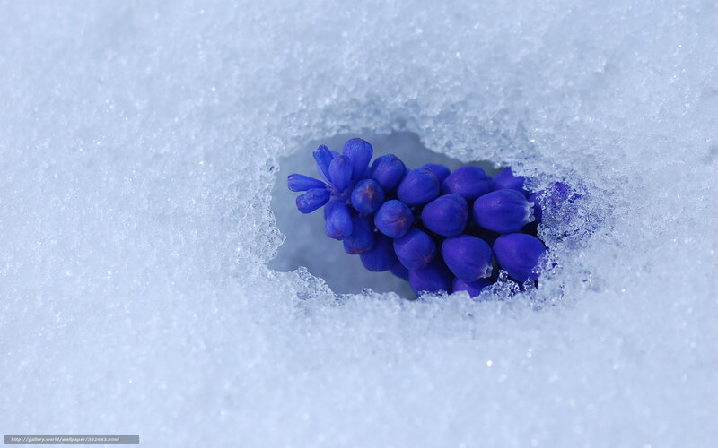 blue flower in snow