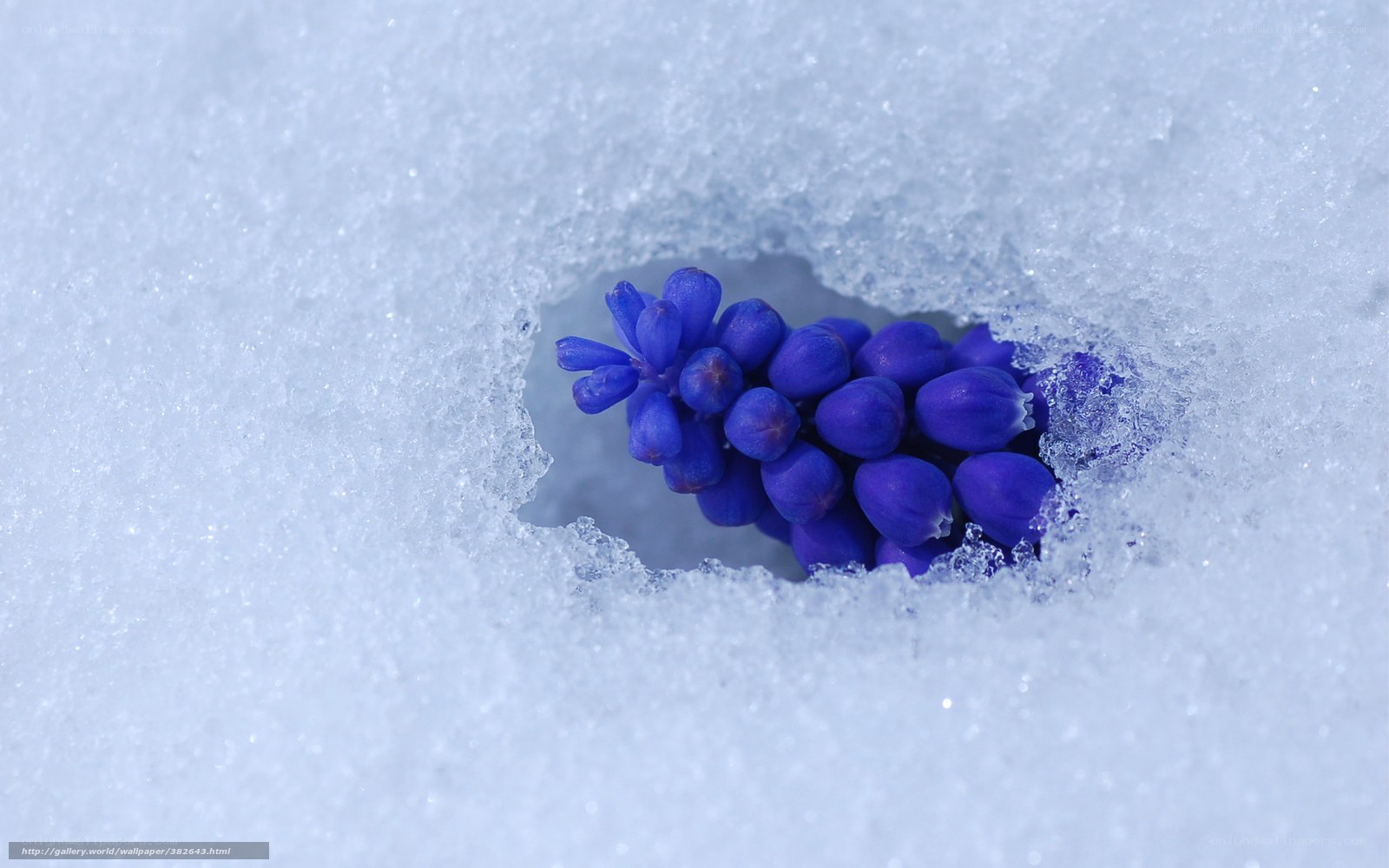 blue flower in snow