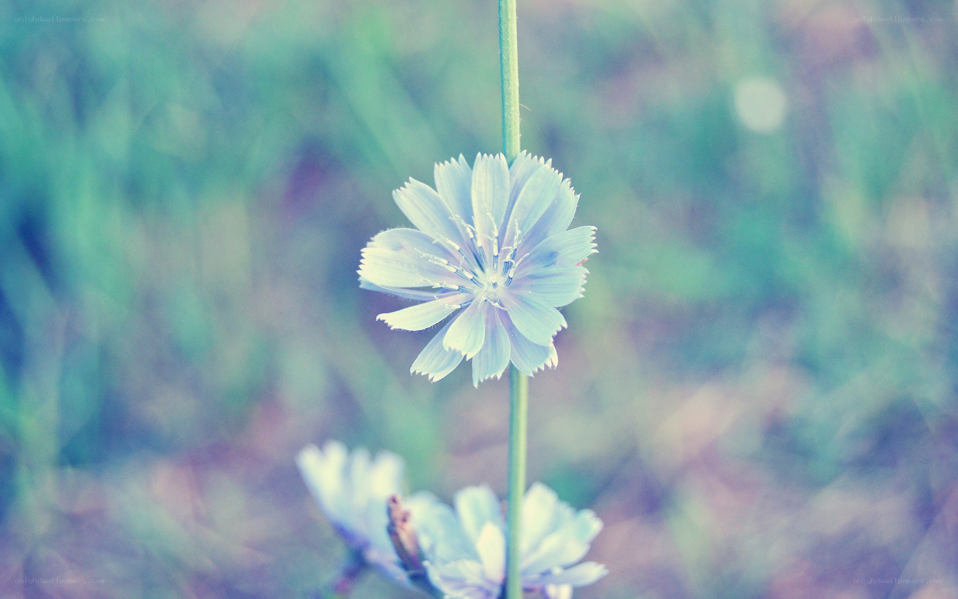blue flower in soft focus