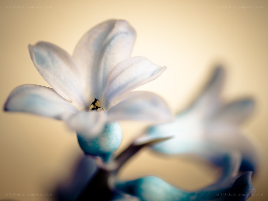 blue flower in soft focus