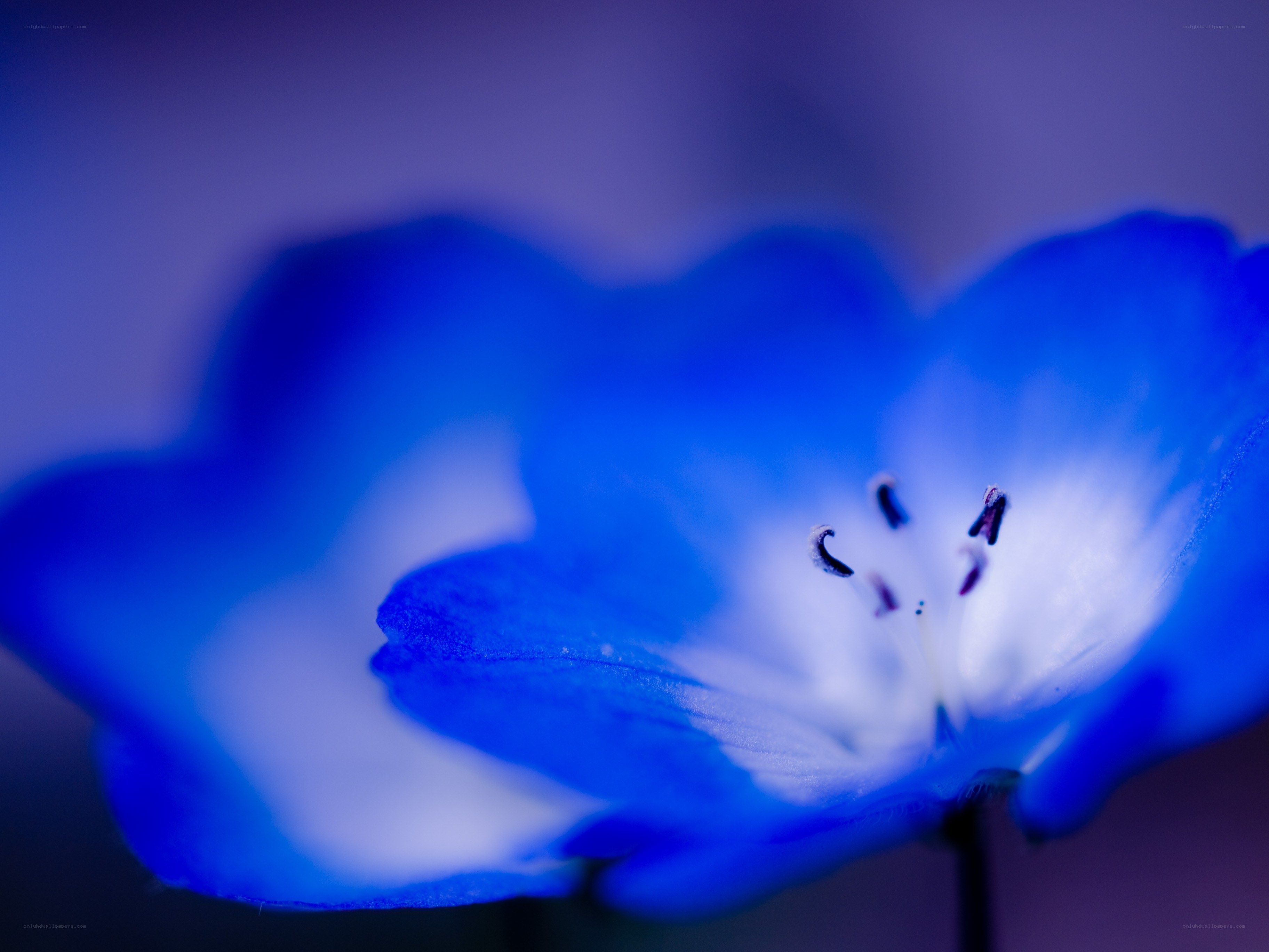 Blue flower in soft focus