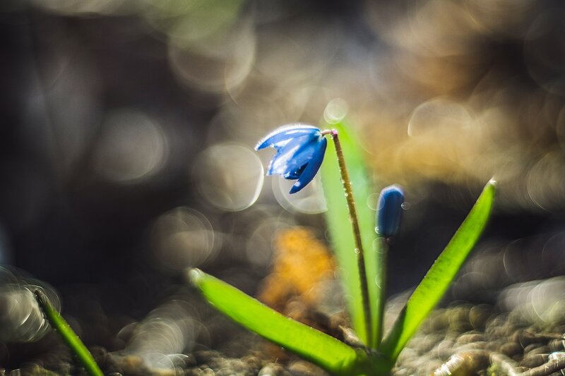 Blue Flower in Soil