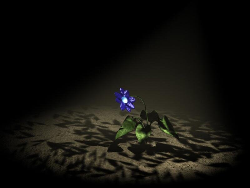 blue flower in spotlight
