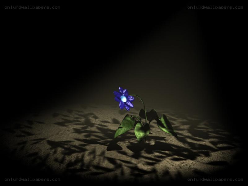 blue flower in spotlight