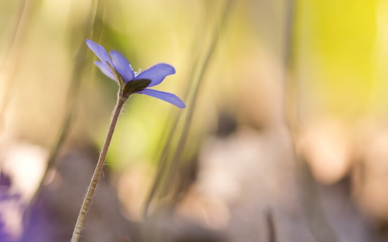 blue flower in spring