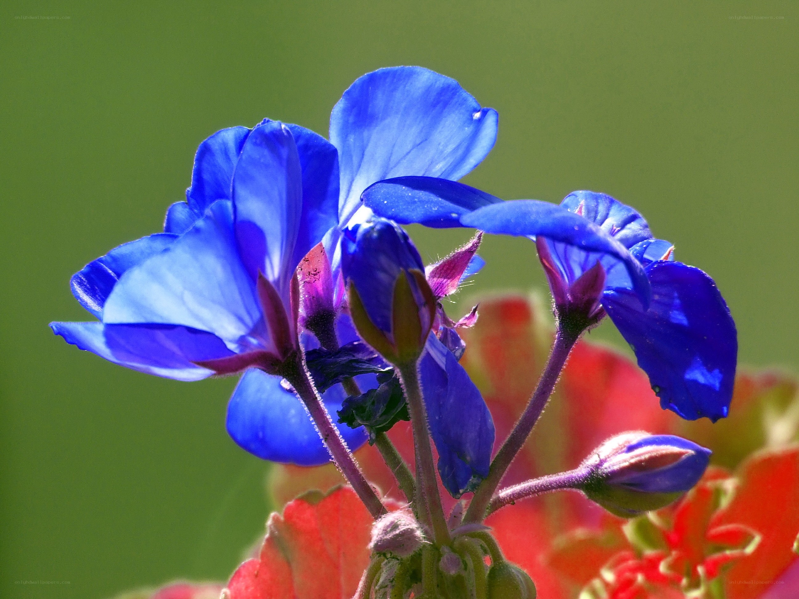 Blue flower in sunlight