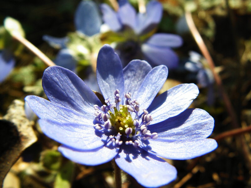 Blue Flower in Sunlight — Serene