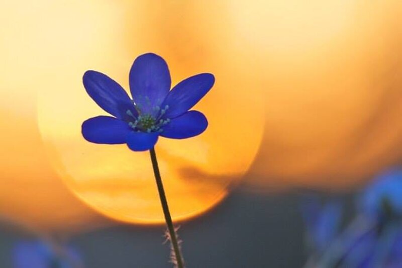 Blue Flower in Sunset