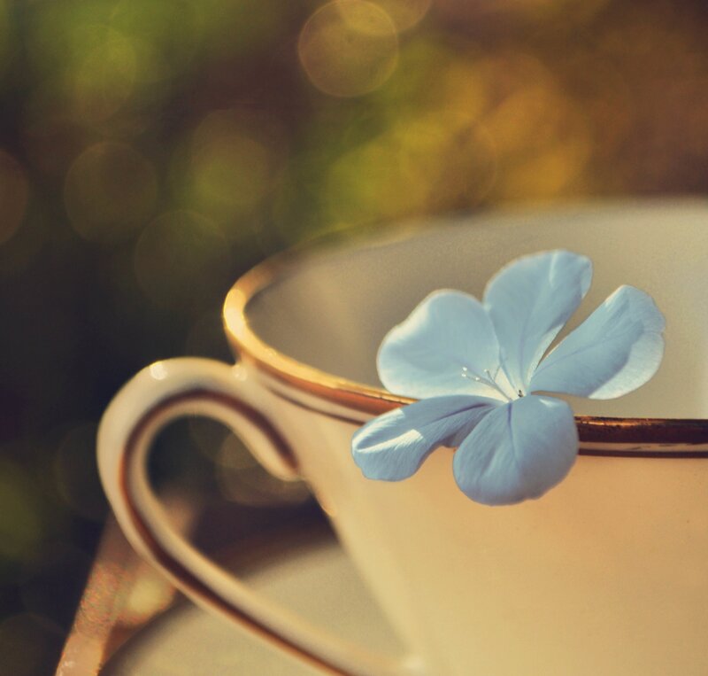 Blue Flower in Teacup — Serene
