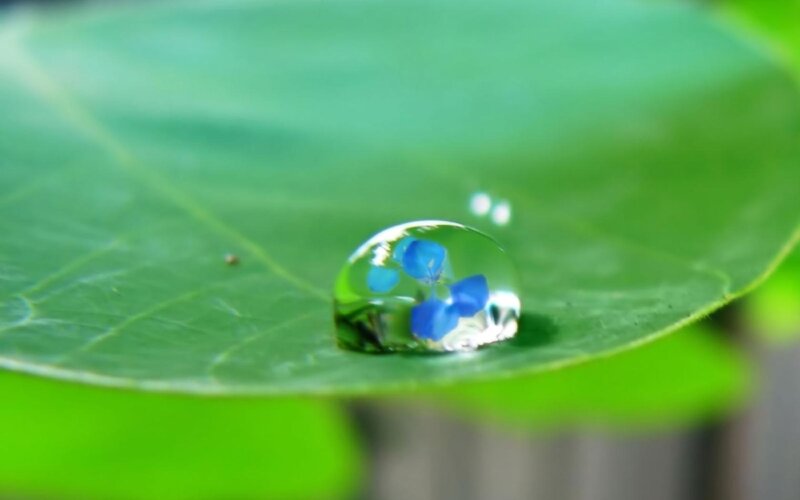 Blue Flower in Water Droplet — Green