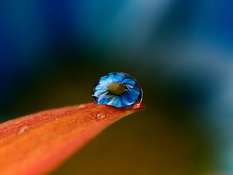 Blue Flower in Water Droplet — Serene
