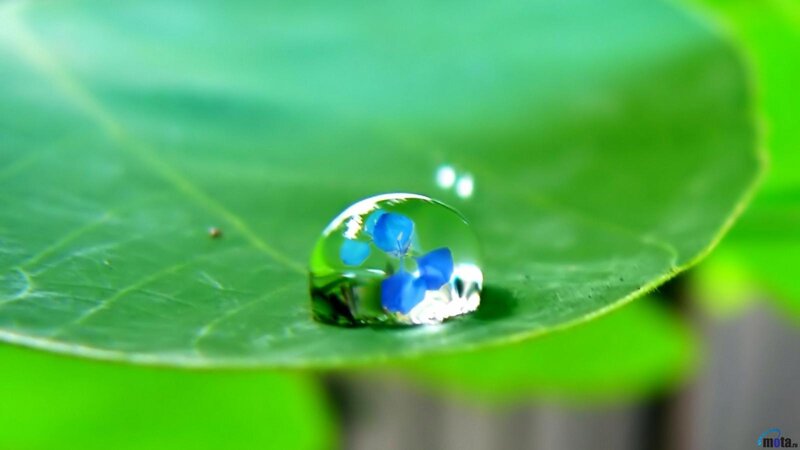 Blue Flower in Water Droplet