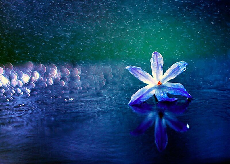 Blue Flower in Water — Serene, Night