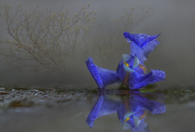 Blue Flower in Water — Serene, Photograph