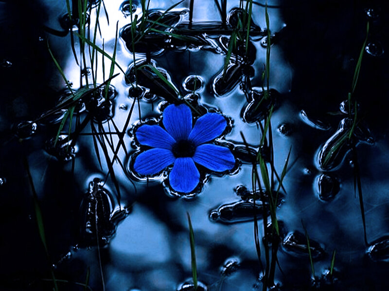 Blue Flower in Water — Serene