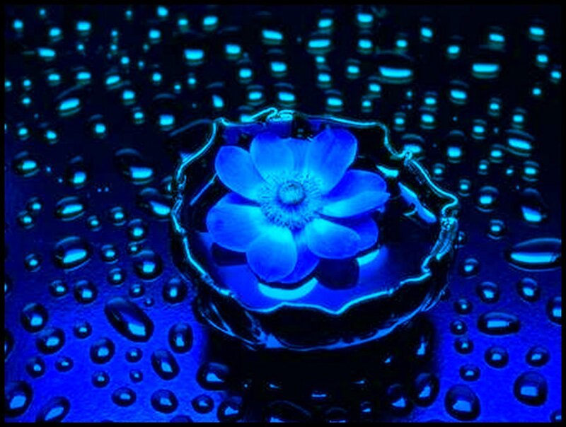 Blue Flower in Water